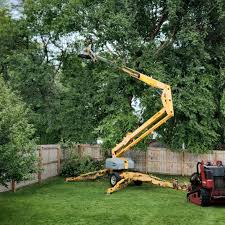 Professional  Tree Services in Stevensville, MI